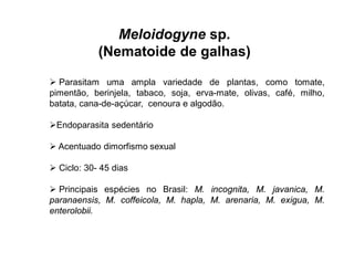 Meloidogyne sp.
(Nematoide de galhas)
 Parasitam uma ampla variedade de plantas, como tomate,
pimentão, berinjela, tabaco, soja, erva-mate, olivas, café, milho,
batata, cana-de-açúcar, cenoura e algodão.
Endoparasita sedentário
 Acentuado dimorfismo sexual
 Ciclo: 30- 45 dias
 Principais espécies no Brasil: M. incognita, M. javanica, M.
paranaensis, M. coffeicola, M. hapla, M. arenaria, M. exigua, M.
enterolobii.
 