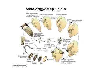 Meloidogyne sp.: ciclo
Fonte: Agrios (2005)
 