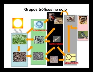 Grupos tróficos no solo
NEMATOIDES
NEMATOIDES
NEMATOIDES
 