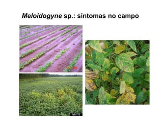 Meloidogyne sp.: sintomas no campo
 