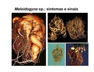 Meloidogyne sp.: sintomas e sinais
 