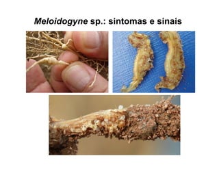 Meloidogyne sp.: sintomas e sinais
 