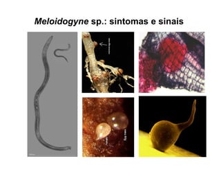 Meloidogyne sp.: sintomas e sinais
 