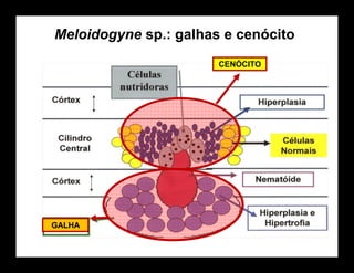 Meloidogyne sp.: galhas e cenócito
GALHA
CENÓCITO
 