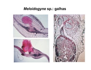 Meloidogyne sp.: galhas
 