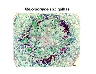 Meloidogyne sp.: galhas
 
