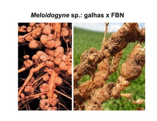 Meloidogyne sp.: galhas x FBN
 