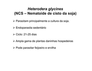 Heterodera glycines
(NCS – Nematoide de cisto da soja)
 Parasitam principalmente a cultura da soja.
 Endoparasita sedentário
 Ciclo: 21-25 dias
 Ampla gama de plantas daninhas hospedeiras
 Pode parasitar feijoeiro e ervilha
 