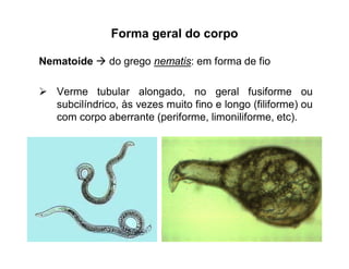 Forma geral do corpo
Nematoide  do grego nematis: em forma de fio
 Verme tubular alongado, no geral fusiforme ou
subcilíndrico, às vezes muito fino e longo (filiforme) ou
com corpo aberrante (periforme, limoniliforme, etc).
 