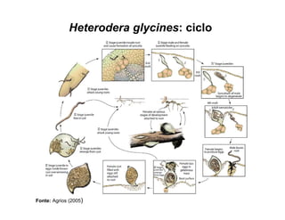 Heterodera glycines: ciclo
Fonte: Agrios (2005)
 
