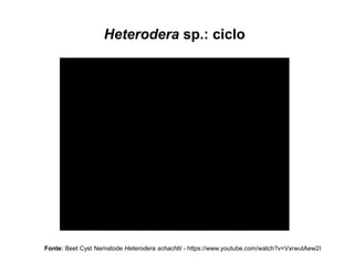 Heterodera sp.: ciclo
Fonte: Beet Cyst Nematode Heterodera schachtii - https://www.youtube.com/watch?v=VxrwutAew2I
 