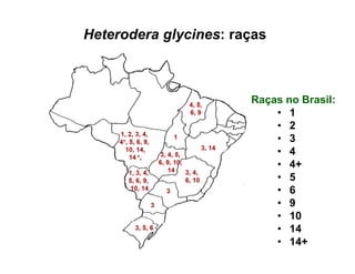 Heterodera glycines: raças
Raças no Brasil:
• 1
• 2
• 3
• 4
• 4+
• 5
• 6
• 9
• 10
• 14
• 14+
 