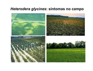 Heterodera glycines: sintomas no campo
 