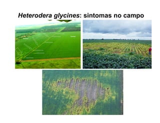 Heterodera glycines: sintomas no campo
 