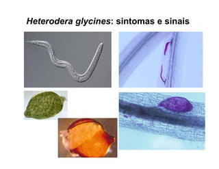 Heterodera glycines: sintomas e sinais
 