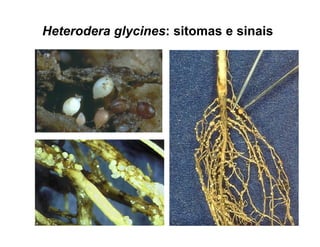 Heterodera glycines: sitomas e sinais
 