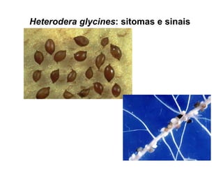 Heterodera glycines: sitomas e sinais
 