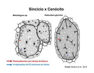 Sincício x Cenócito
Meloidogyne sp. Heterodera glycines
Plasmodesmas com células do floema
Invaginações da PC próximas ao xilema
Fonte: Rodiuc et al., 2014
 