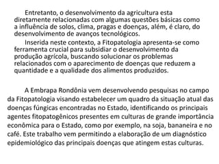 Entretanto, o desenvolvimento da agricultura esta diretamente relacionadas com algumas questões básicas como a influência de solos, clima, pragas e doenças, além, é claro, do desenvolvimento de avanços tecnológicos. Inserida neste contexto, a Fitopatologia apresenta-se como ferramenta crucial para subsidiar o desenvolvimento da produção agrícola, buscando solucionar os problemas relacionados com o aparecimento de doenças que reduzem a quantidade e a qualidade dos alimentos produzidos. A Embrapa Rondônia vem desenvolvendo pesquisas no campo da Fitopatologia visando estabelecer um quadro da situação atual das doenças fúngicas encontradas no Estado, identificando os principais agentes fitopatogênicos presentes em culturas de grande importância econômica para o Estado, como por exemplo, na soja, bananeira e no café. Este trabalho vem permitindo a elaboração de um diagnóstico epidemiológico das principais doenças que atingem estas culturas. 