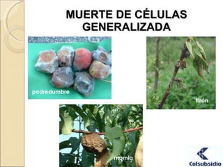 fitopatologia-ppt