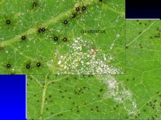 Uncinula 
Microsphaera Phyllactinia 
 
