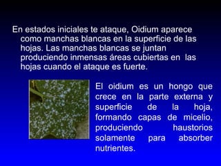 En estados iniciales te ataque, Oidium aparece 
como manchas blancas en la superficie de las 
hojas. Las manchas blancas s...