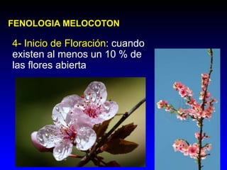 •FENOLOGIA MELOCOTON 
8. Cuajado y Crecimiento de fruto: cuando 
el fruto inicia su crecimiento después del 
cuajado. 
 