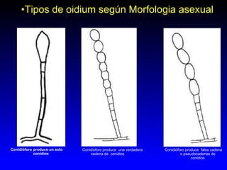 •Tipos de oidium según Morfologia asexual 
Conidióforo produce un solo 
conidios 
Conidióforo produce una verdadera 
caden...