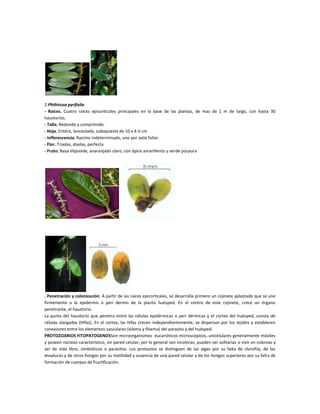 2.Phthirusa pyrifolia
- Raíces. Cuatro raíces epicorticales principales en la base de las plantas, de mas de 1 m de largo,...