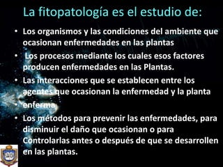 La fitopatología es el estudio de:Los organismos y las condiciones del ambiente que ocasionan enfermedades en las plantas Los procesos mediante los cuales esos factores producen enfermedades en las Plantas.Las interacciones que se establecen entre los agentes que ocasionan la enfermedad y la plantaenferma  Los métodos para prevenir las enfermedades, para disminuir el daño que ocasionan o para Controlarlas antes o después de que se desarrollen en las plantas.