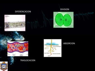 DIVISIONDIFERENCACIONABSORCIONTRASLOCACION