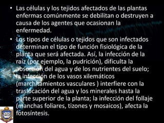 Las células y los tejidos afectados de las plantas enfermas comúnmente se debilitan o destruyen a causa de los agentes que ocasionan la enfermedad. Los tipos de células o tejidos que son infectados determinan el tipo de función fisiológica de la planta que será afectada. Así, la infección de la raíz (por ejemplo, la pudrición), dificulta la absorción del agua y de los nutrientes del suelo; la infección de los vasos xilemáticos (marchitamientos vasculares ) interfiere con la traslocación del agua y los minerales hasta la parte superior de la planta; la infección del follaje (manchas foliares, tizones y mosaicos), afecta la fotosíntesis.