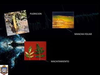 PUDRICIONMANCHA FOLIARMACHITAMIENTO