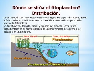 Fitoplancton | PPTX