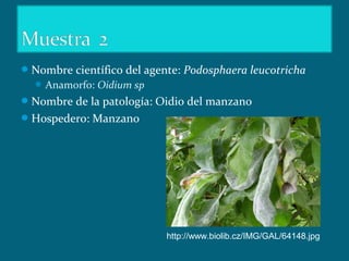 Nombre científico del agente: Podosphaera leucotricha
Anamorfo: Oidium sp
Nombre de la patología: Oidio del manzano
Hospedero: Manzano
http://www.biolib.cz/IMG/GAL/64148.jpg
 