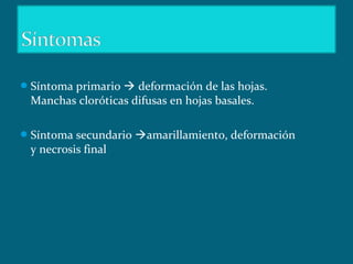 Síntoma primario  deformación de las hojas.
Manchas cloróticas difusas en hojas basales.
Síntoma secundario amarillamiento, deformación
y necrosis final
 