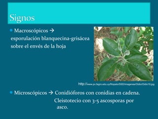 Macroscópicos 
esporulación blanquecina-grisácea
sobre el envés de la hoja
Microscópicos  Conidióforos con conidias en cadena.
Cleistotecio con 3-5 ascosporas por
asco.
http://www.pv.fagro.edu.uy/fitopato/SSD/imagenes/Oidio/Oidio19.jpg
 