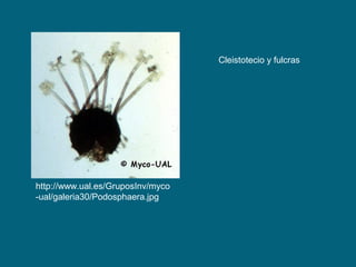 http://www.ual.es/GruposInv/myco
-ual/galeria30/Podosphaera.jpg
Cleistotecio y fulcras
 