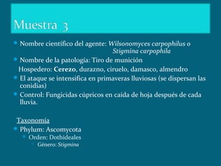 Nombre científico del agente: Wilsonomyces carpophilus o
Stigmina carpophila
Nombre de la patología: Tiro de munición
Hospedero: Cerezo, durazno, ciruelo, damasco, almendro
El ataque se intensifica en primaveras lluviosas (se dispersan las
conidias)
Control: Fungicidas cúpricos en caída de hoja después de cada
lluvia.
Taxonomía
Phylum: Ascomycota
 Orden: Dothideales
 Género: Stigmina
 