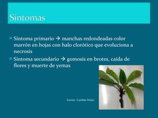 Síntoma primario  manchas redondeadas color
marrón en hojas con halo clorótico que evoluciona a
necrosis
Síntoma secundario  gomosis en brotes, caída de
flores y muerte de yemas
Fuente: Curthler Petres
 