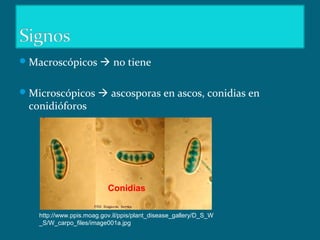 Macroscópicos  no tiene
Microscópicos  ascosporas en ascos, conidias en
conidióforos
http://www.ppis.moag.gov.il/ppis/plant_disease_gallery/D_S_W
_S/W_carpo_files/image001a.jpg
Conidias
 