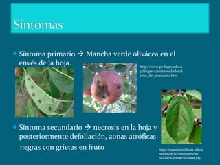 Síntoma primario  Mancha verde olivácea en el
envés de la hoja.
Síntoma secundario  necrosis en la hoja y
posteriormente defoliación, zonas atróficas
negras con grietas en fruto
http://www.pv.fagro.edu.u
y/fitopato/enfermedades/S
arna_del_manzano.htm
https://extension.illinois.edu/p
hotolib/lib17//midsize/scab
%20on%20crab%20leaf.jpg
 