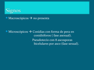 Macroscópicos  no presenta
Microscópicos  Conidias con forma de pera en
conidióforos ( fase asexual).
Pseudotecio con 8 ascosporas
bicelulares por asco (fase sexual).
 