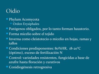 Phylum Acomycota
Orden Erysiphales
Patógenos obligados, por lo tanto forman haustorio.
Forma micelio sobre el tejido
Inverna como cleistotecio o micelio en hojas, ramas y
tallos
Condiciones predisponentes: 80%HR, 18-20°C
(óptimo), exceso de fertilización N
Control: variedades resistentes, fungicidas a base de
azufre hasta floración y curativos
Conidiogénesis retrogresiva
 