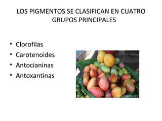 LOS PIGMENTOS SE CLASIFICAN EN CUATRO
GRUPOS PRINCIPALES
•
•
•
•

Clorofilas
Carotenoides
Antocianinas
Antoxantinas

 