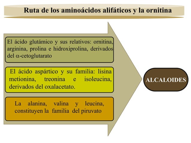 Fitoquímica y quimiotaxonomía.pptx