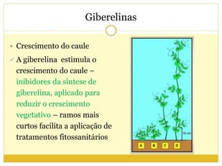 Giberelinas
 Crescimento do caule
 A giberelina estimula o
crescimento do caule –
inibidores da síntese de
giberelina, aplicado para
reduzir o crescimento
vegetativo – ramos mais
curtos facilita a aplicação de
tratamentos fitossanitários
 