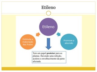 Etileno
 