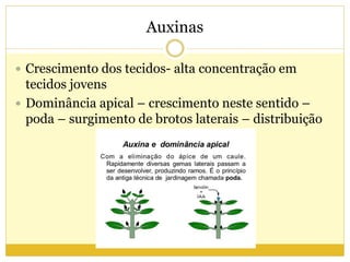 Auxinas
 Crescimento dos tecidos- alta concentração em
tecidos jovens
 Dominância apical – crescimento neste sentido –
poda – surgimento de brotos laterais – distribuição
 