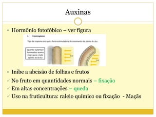 Auxinas
 Hormônio fotofóbico – ver figura
 Inibe a abcisão de folhas e frutos
 No fruto em quantidades normais – fixação
 Em altas concentrações – queda
 Uso na fruticultura: raleio químico ou fixação - Maçãs
 